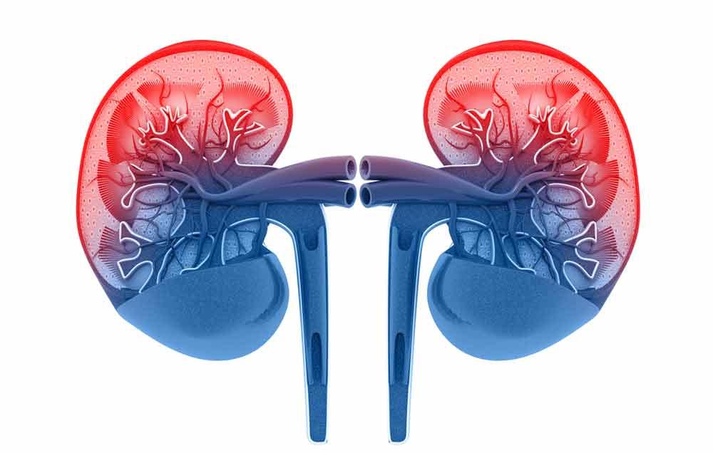 Bad Kidneys: Warning Signs – Youngevity